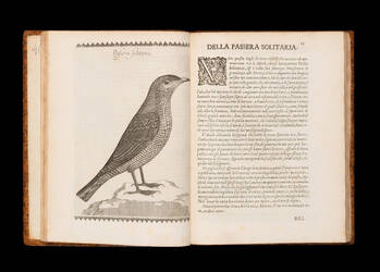 Vccelliera ouero discorso della natura, e proprieta di diuersi vccelli, e in particolare di que' che cantano. Con il modo di prendergli, conoscergli, alleuargli, e mantenergli. E con le figure cauate dal vero, e diligentemente intagliate dal Tempesta, e d